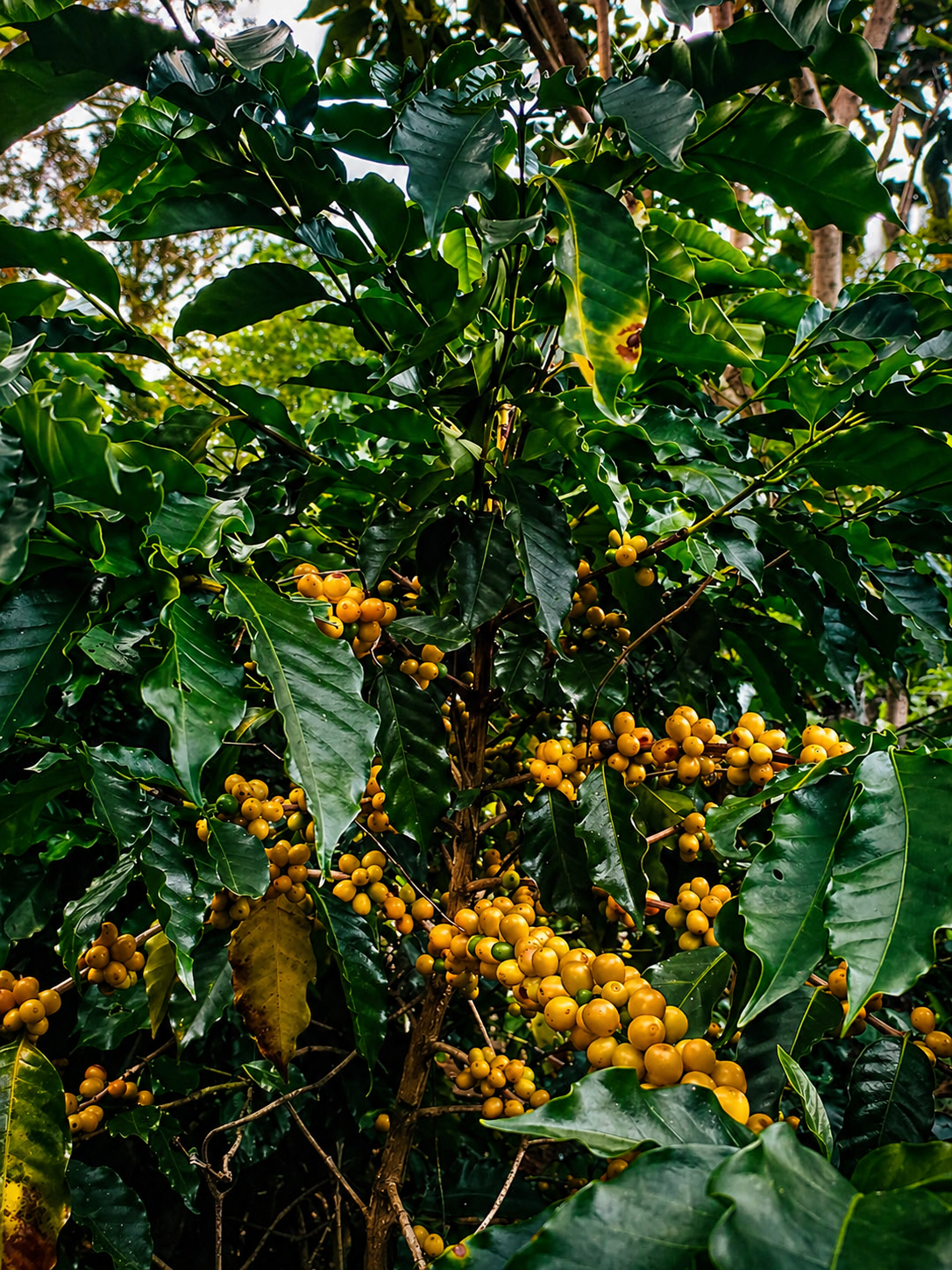 Yellow ripe coffee cherries growing on a coffee tree branch — craftsmanship and harvest in Guatemala